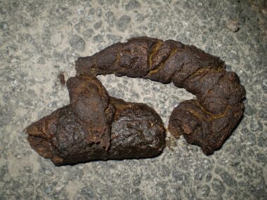 Quelle: https://de.wikipedia.org/wiki/Datei:Dog_feces.jpg